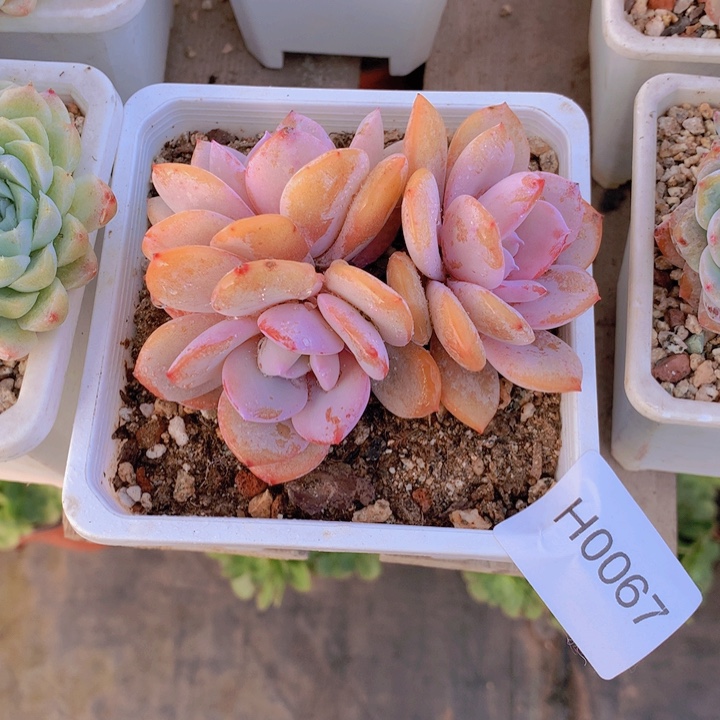 失***海闪购多肉1棵h0067带盆土