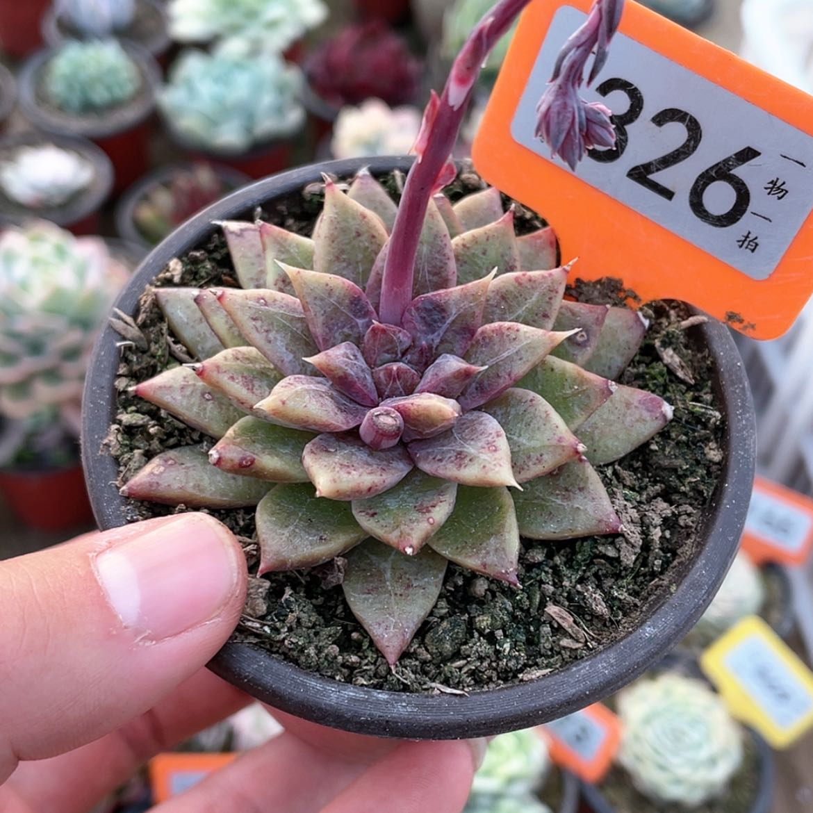 【闪购商品】鱼**～326号