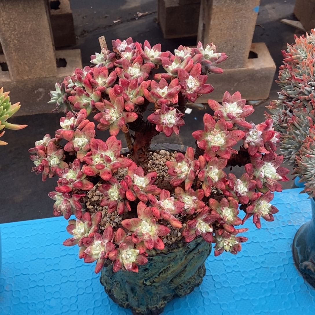 格瑞内杂拇指多肉