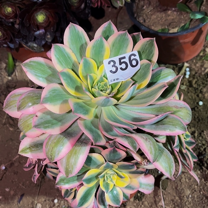 356灿烂多肉植物处理不售后