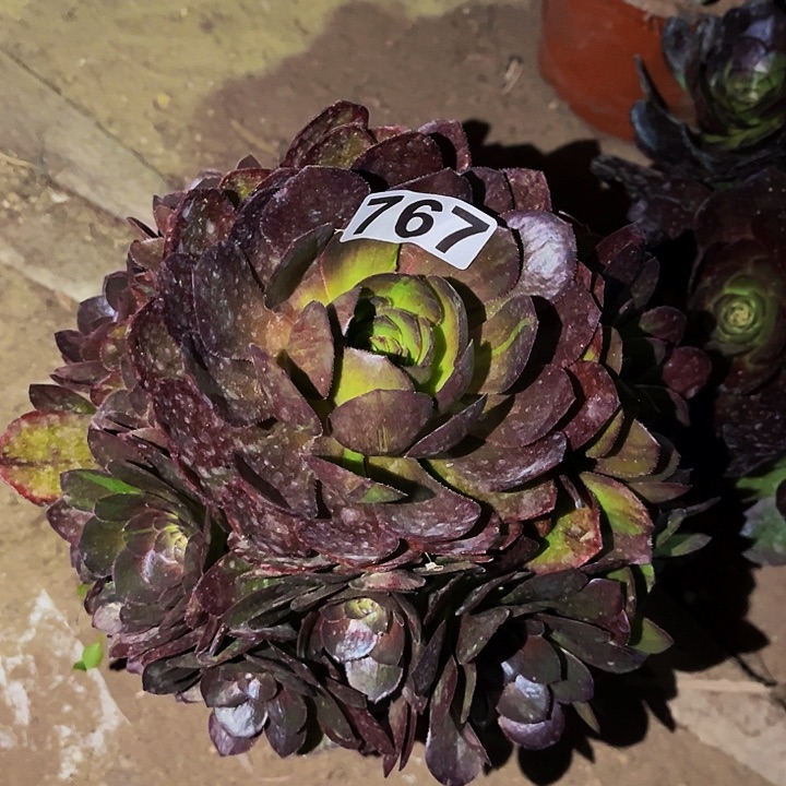 767花月夜黑拉丝多肉植物