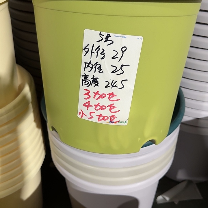 四季5号果绿无托10个微瑕特价