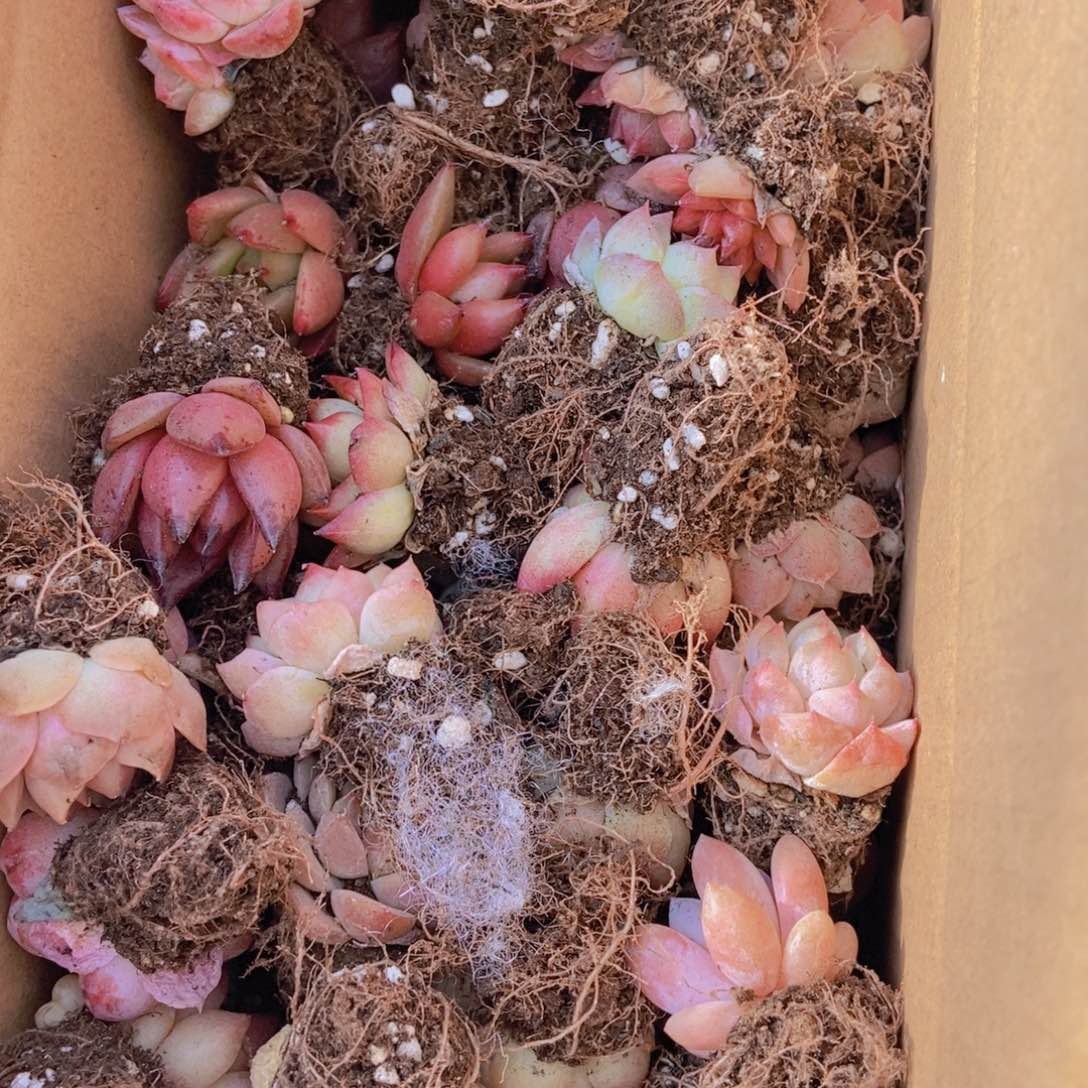 精品多肉植物保底60