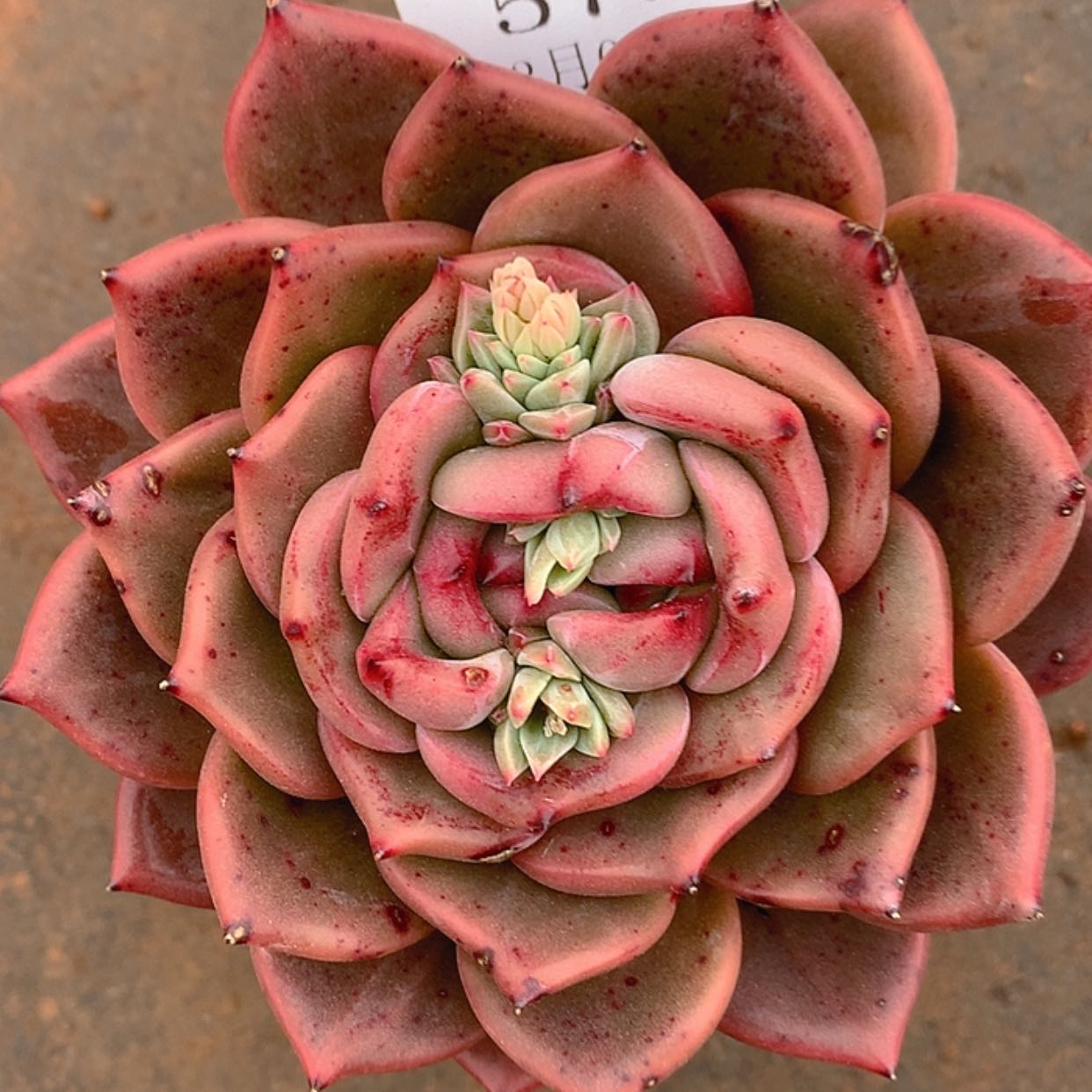 【闪购商品】云573