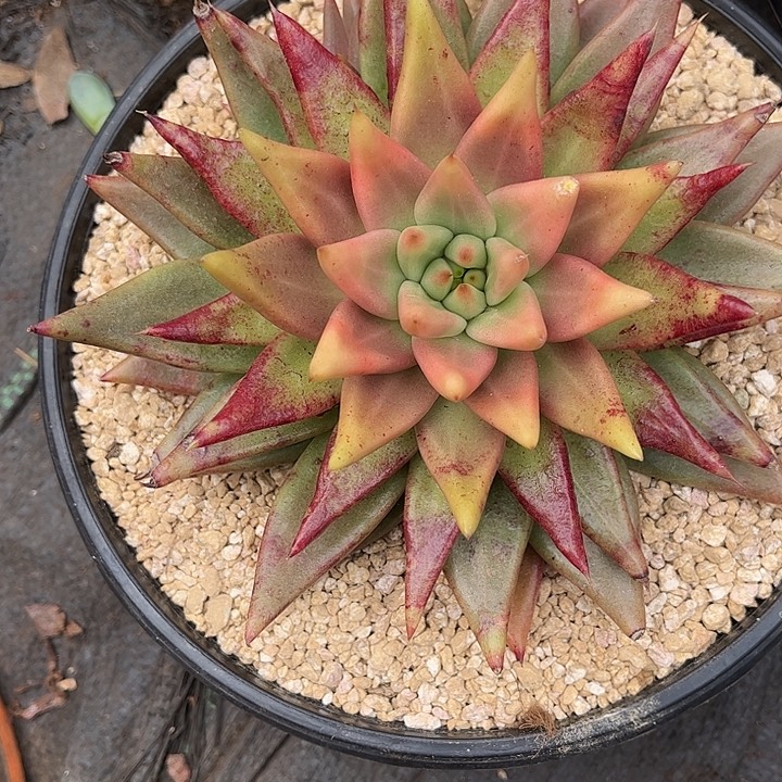 多肉植物一物一拍