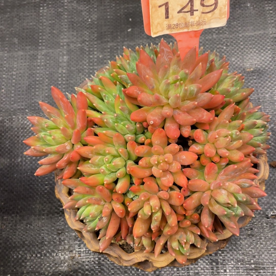 弥鹿之森一物一拍