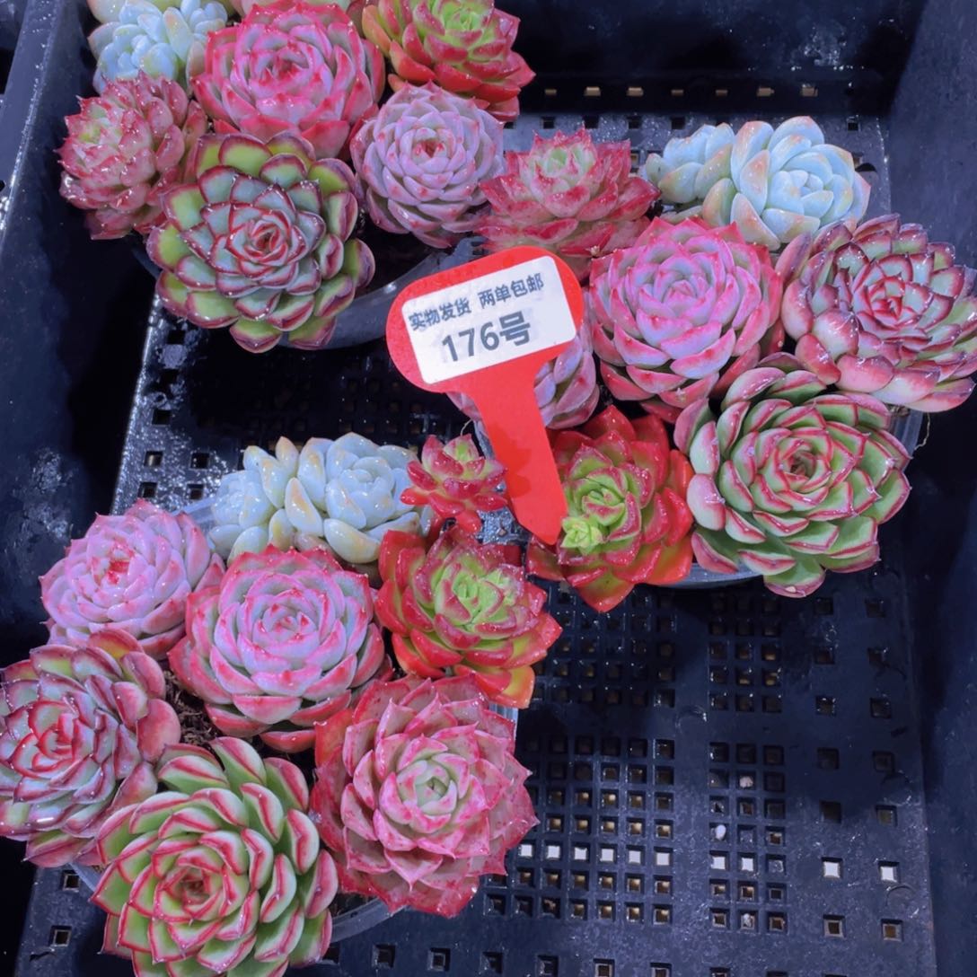 176号 精品美肉7个