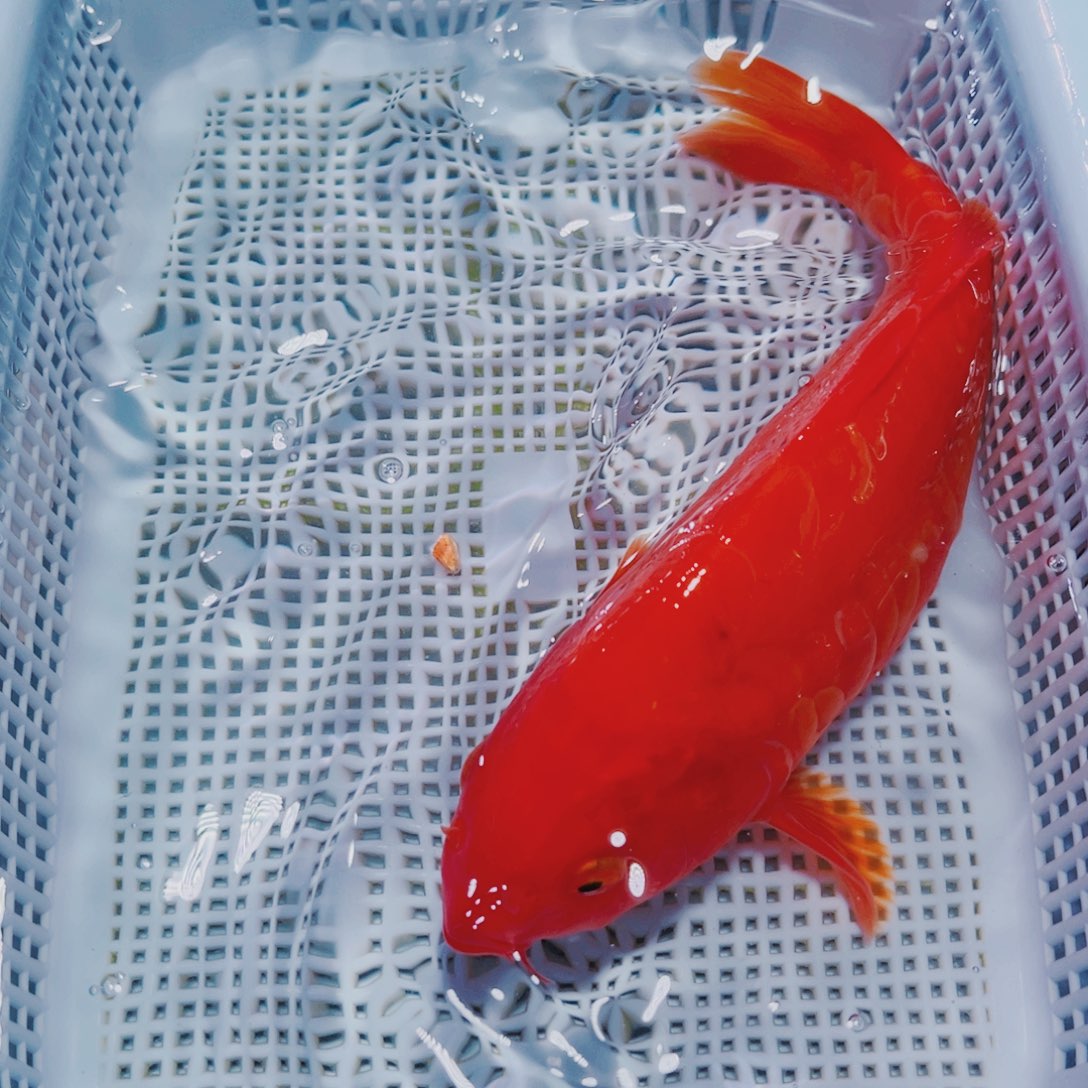 海水鱼锦鲤观赏鱼175