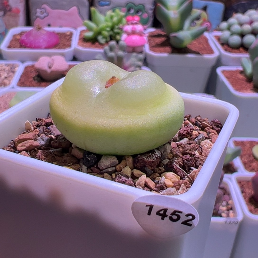 云***梦1452，桃尻娘，2.7公分