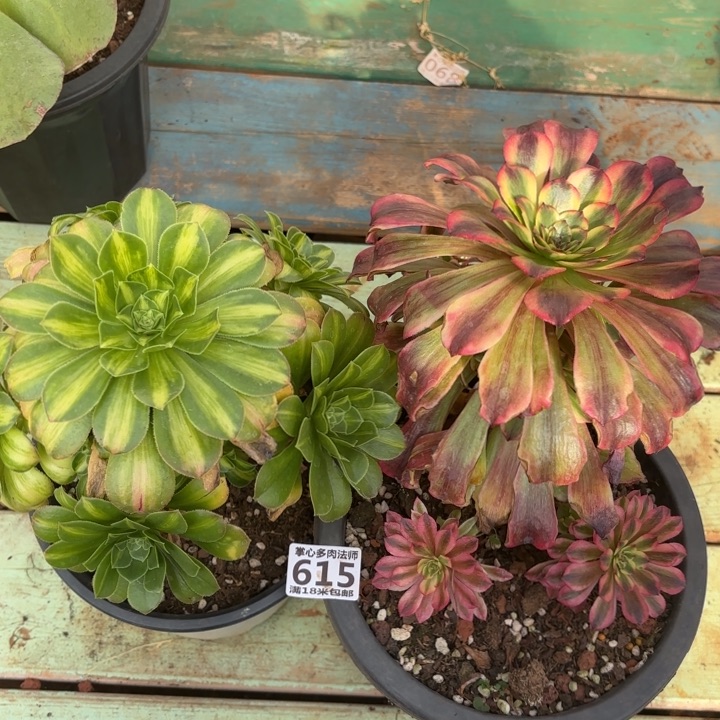 615翡翠琉璃，胭脂水粉组合掌心多肉法师锦不包侧枝断枝