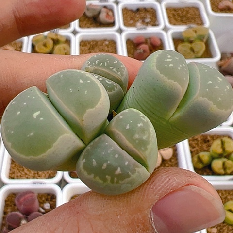 【闪购商品】20300