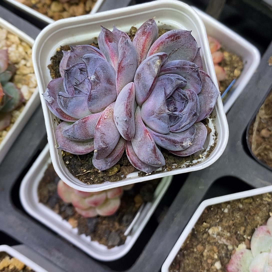 黑橙带运费满30减5元