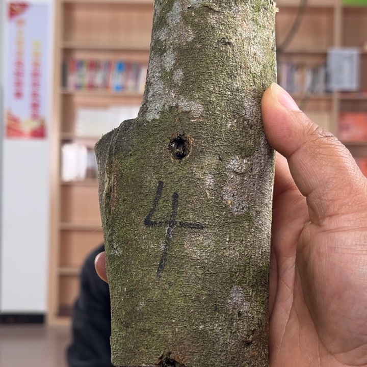 沉香沉香碎屑奇楠金沙叶原木4