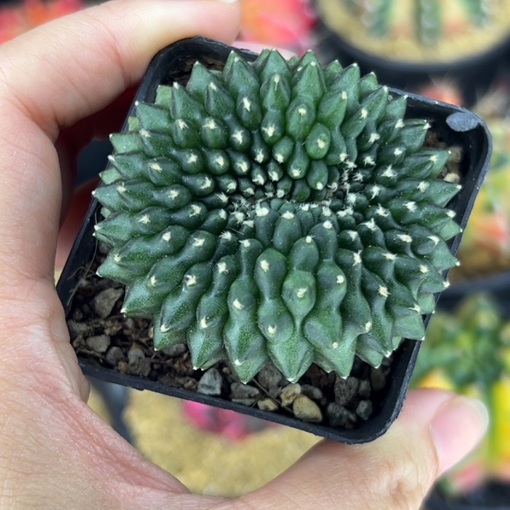 泰国米哈仙人球实生