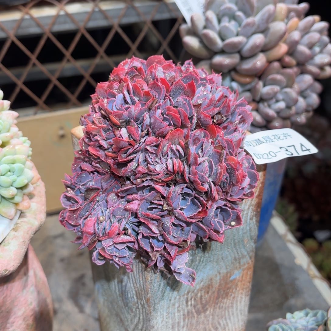 同温层多肉晚霞之舞缀374