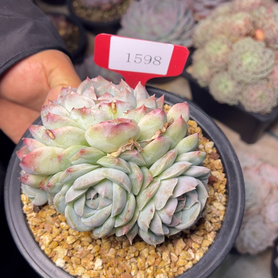 魏*1598肉多么多哦哟多哦