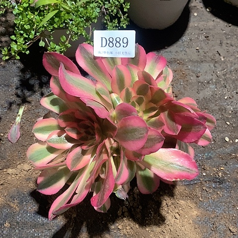 889鲸落多肉法师有朵有缀