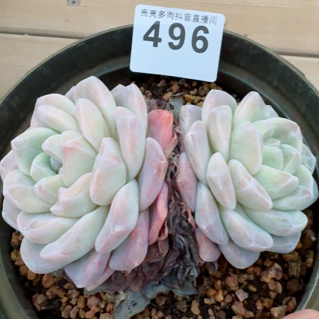 冰玉群生         精品多肉