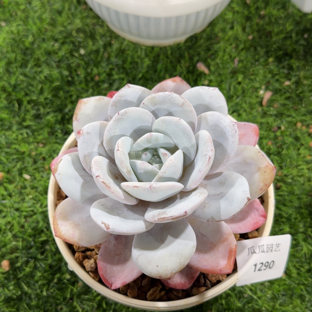 1290雪莲多肉植物晾晒一下