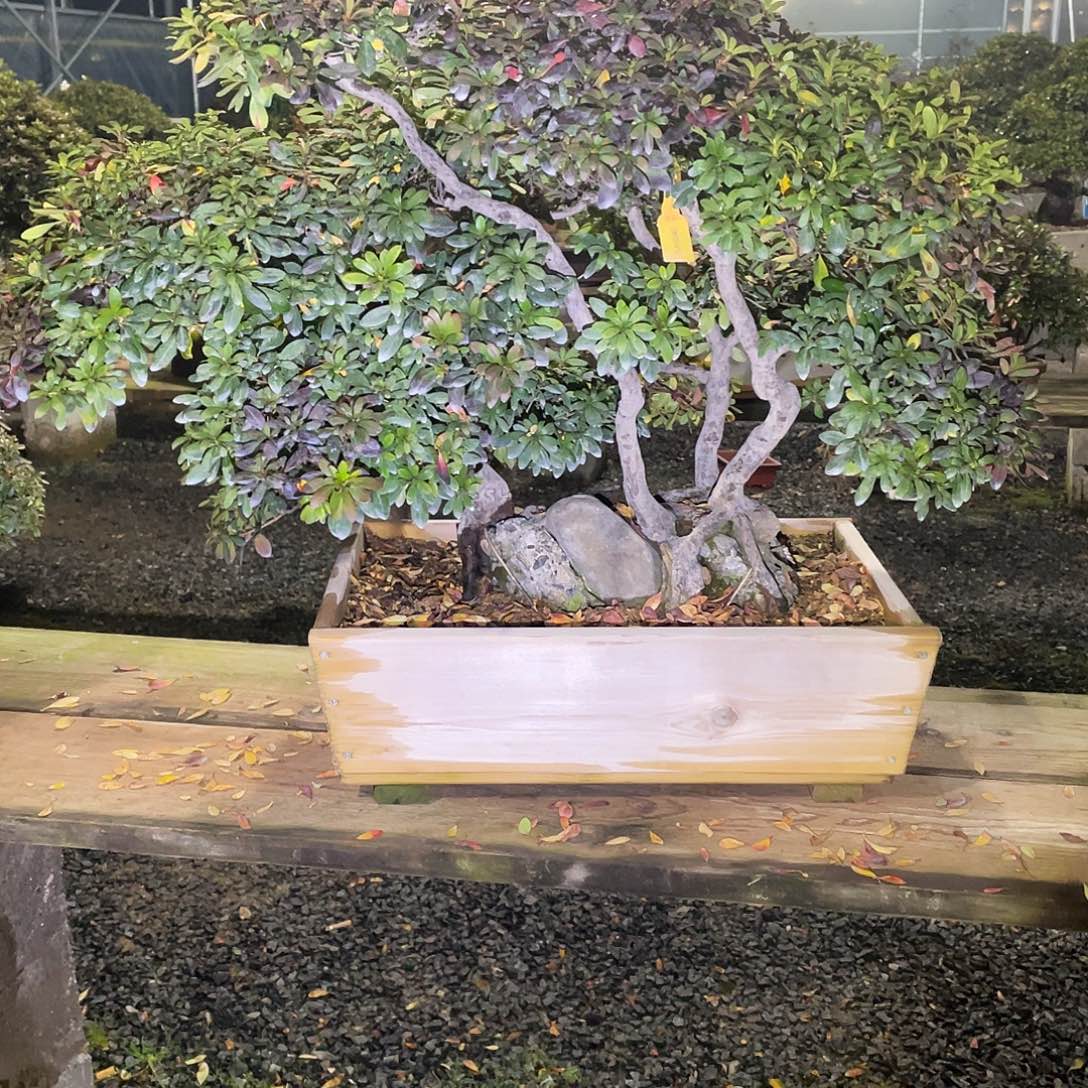 无花朵进口皋月杜鹃好月
