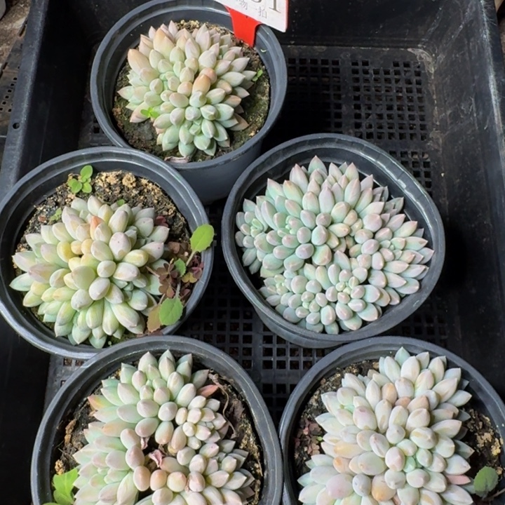 2561多肉植物一物一拍
