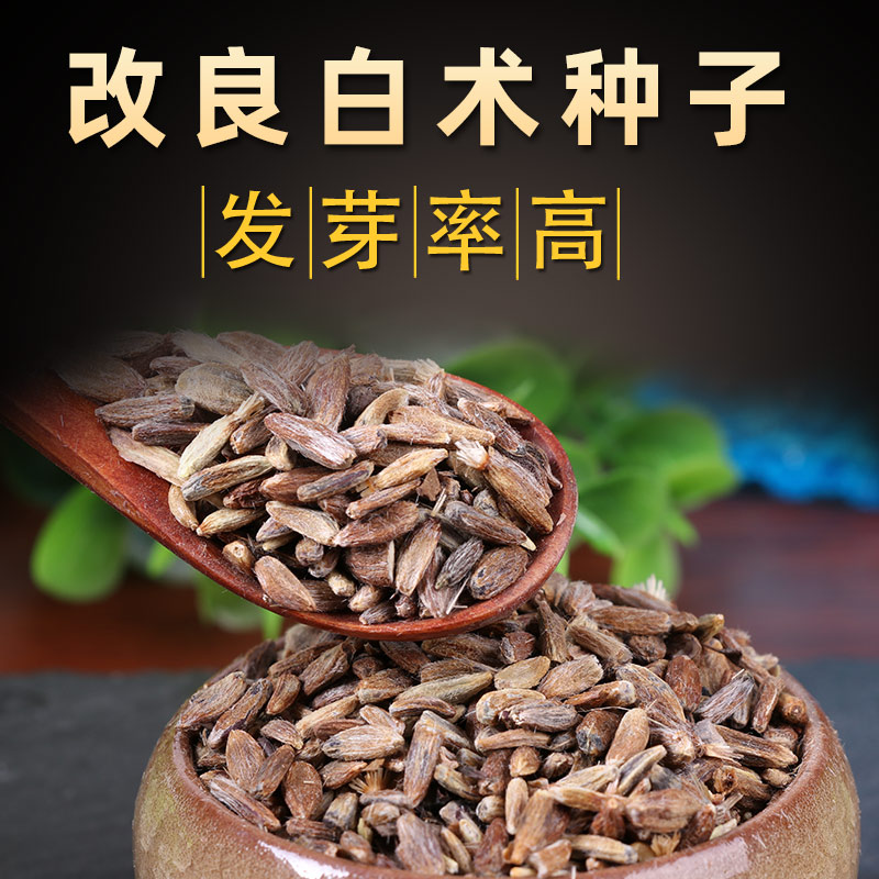 白术种子河北改良高产白术籽二年生中药材种苗发芽率高白术苗春季