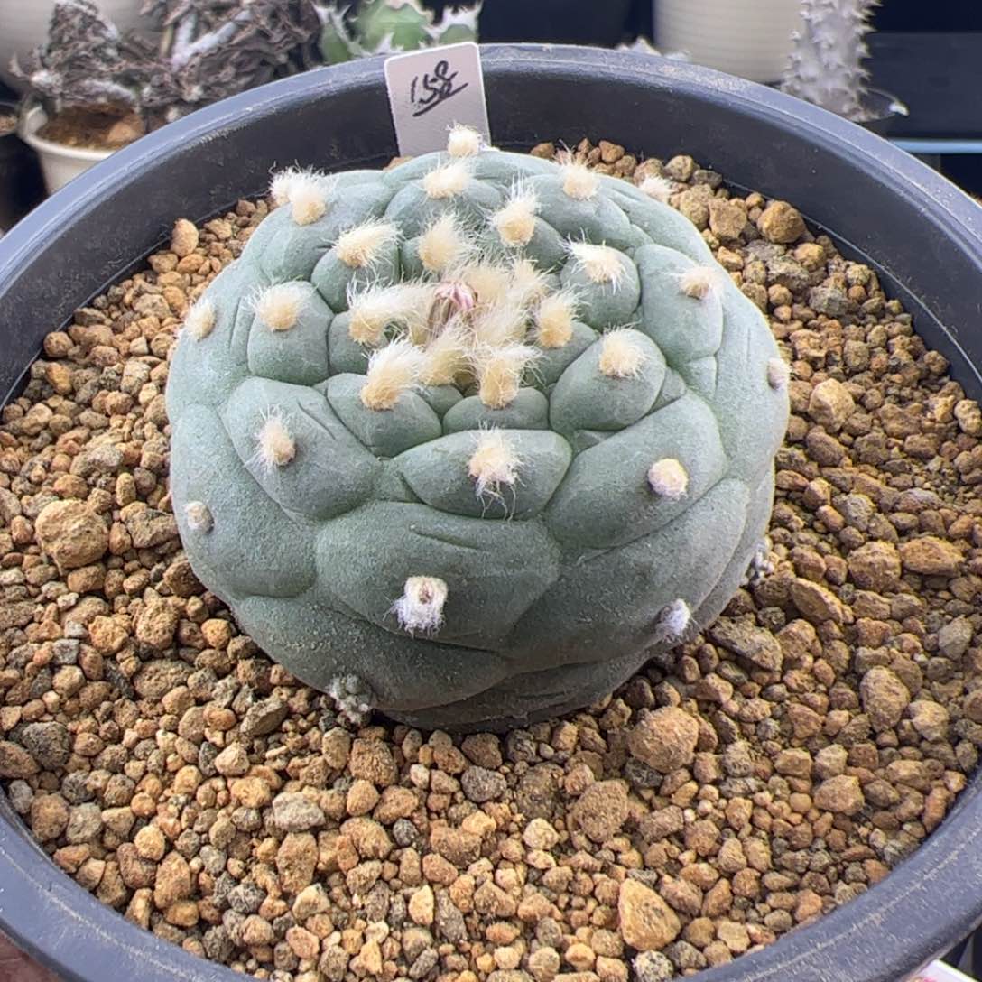 草球单头5.6一物一拍251