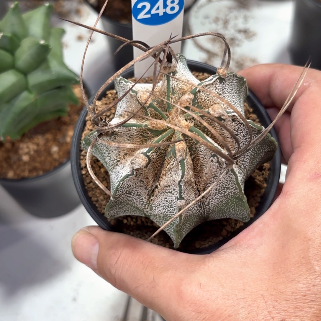 248实生瑞凤玉带盆带土