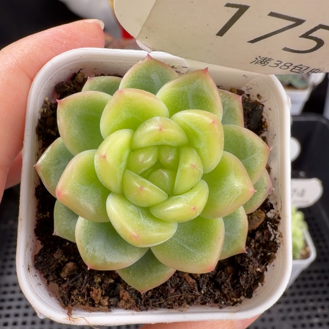 珍妮孤品单头175号一颗