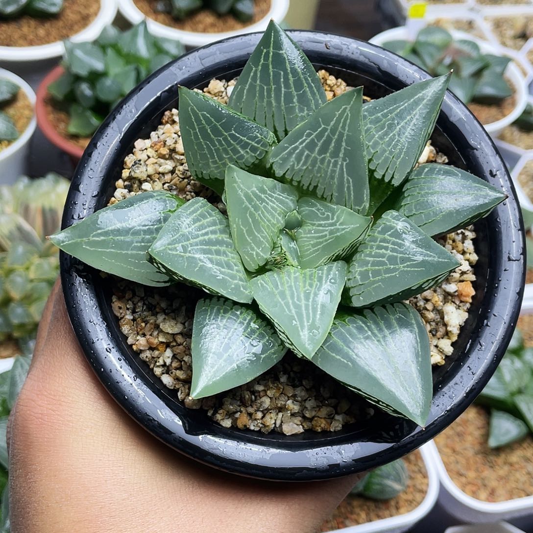 大明湖实生十二卷多肉