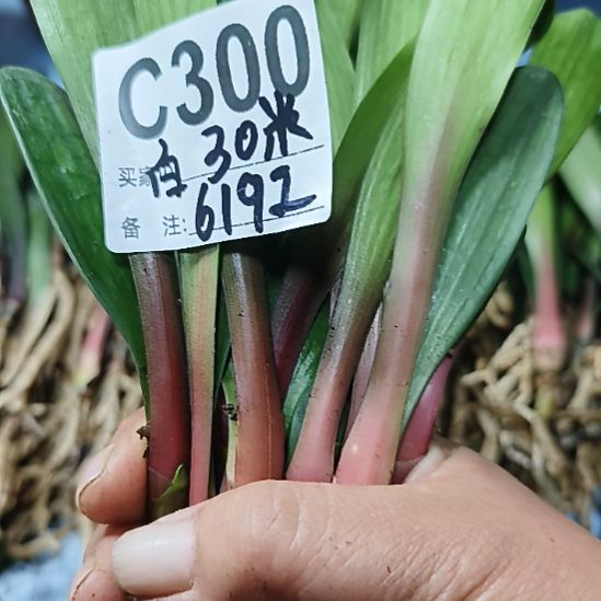 白***狼完全开放7777777777