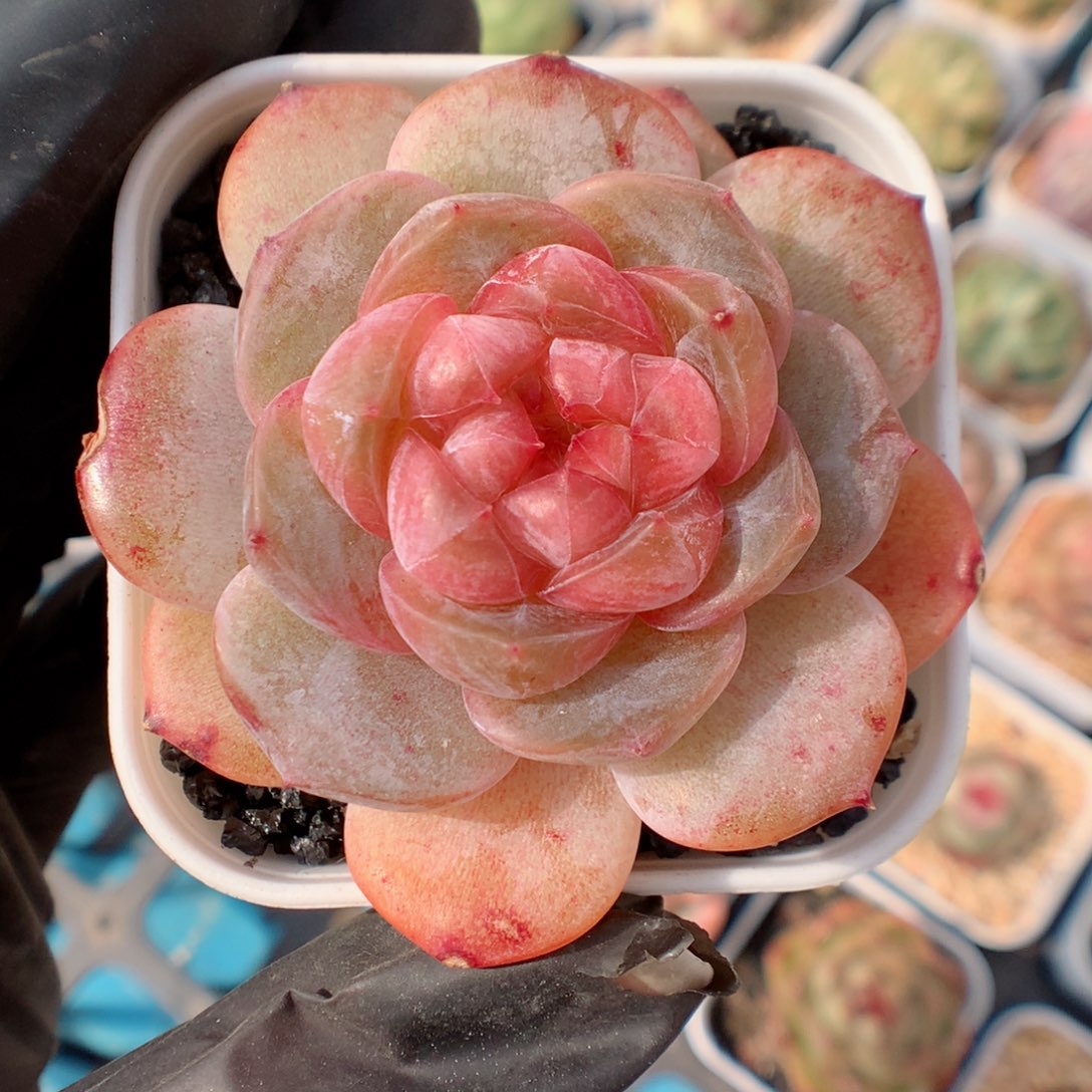 多肉植物。 糖心13