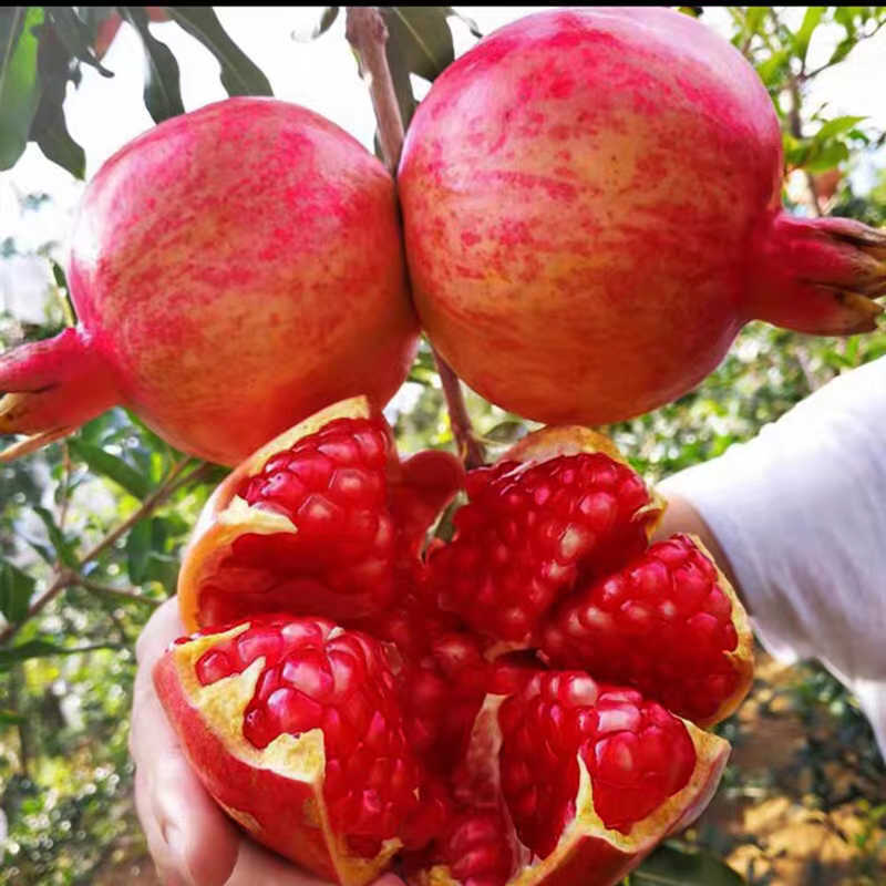 红宝石黑玛瑙蒙阳红三代软籽石榴树苗南方北方种植