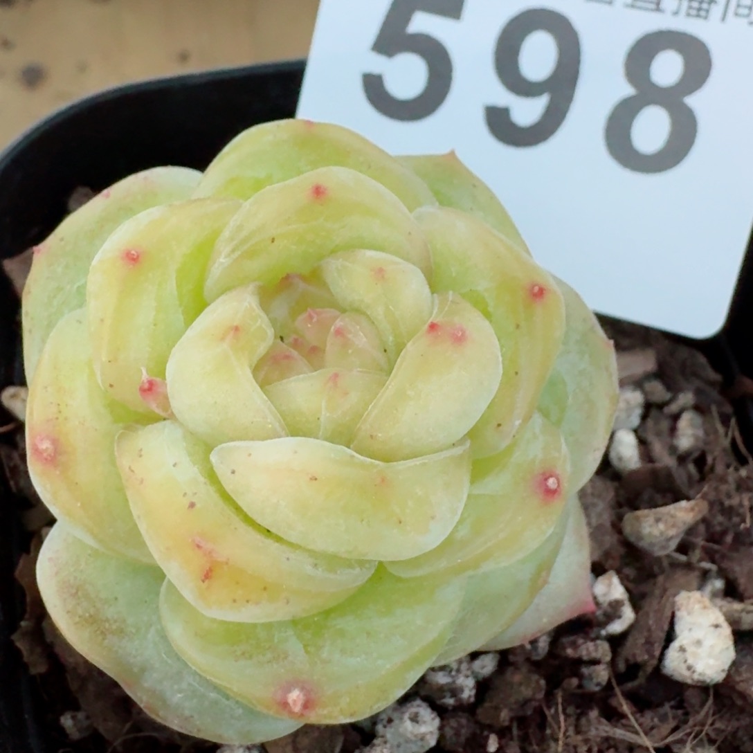 绿樱         精品多肉