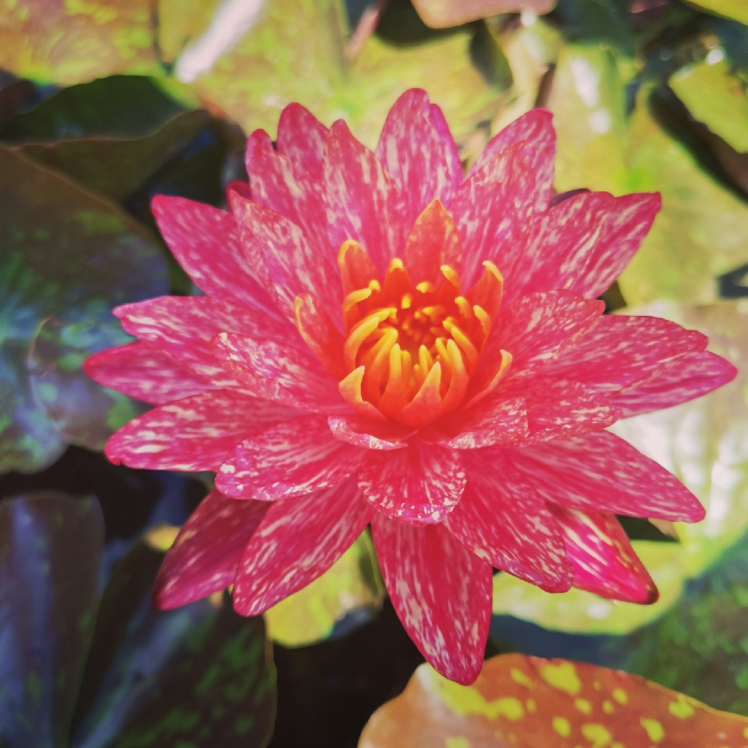 万维莎睡莲花苗睡莲根块水培花卉水生植物水缸水池种植