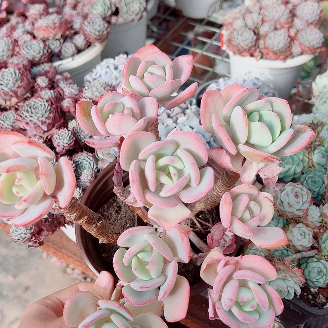 白月光多头群生老桩大长腿