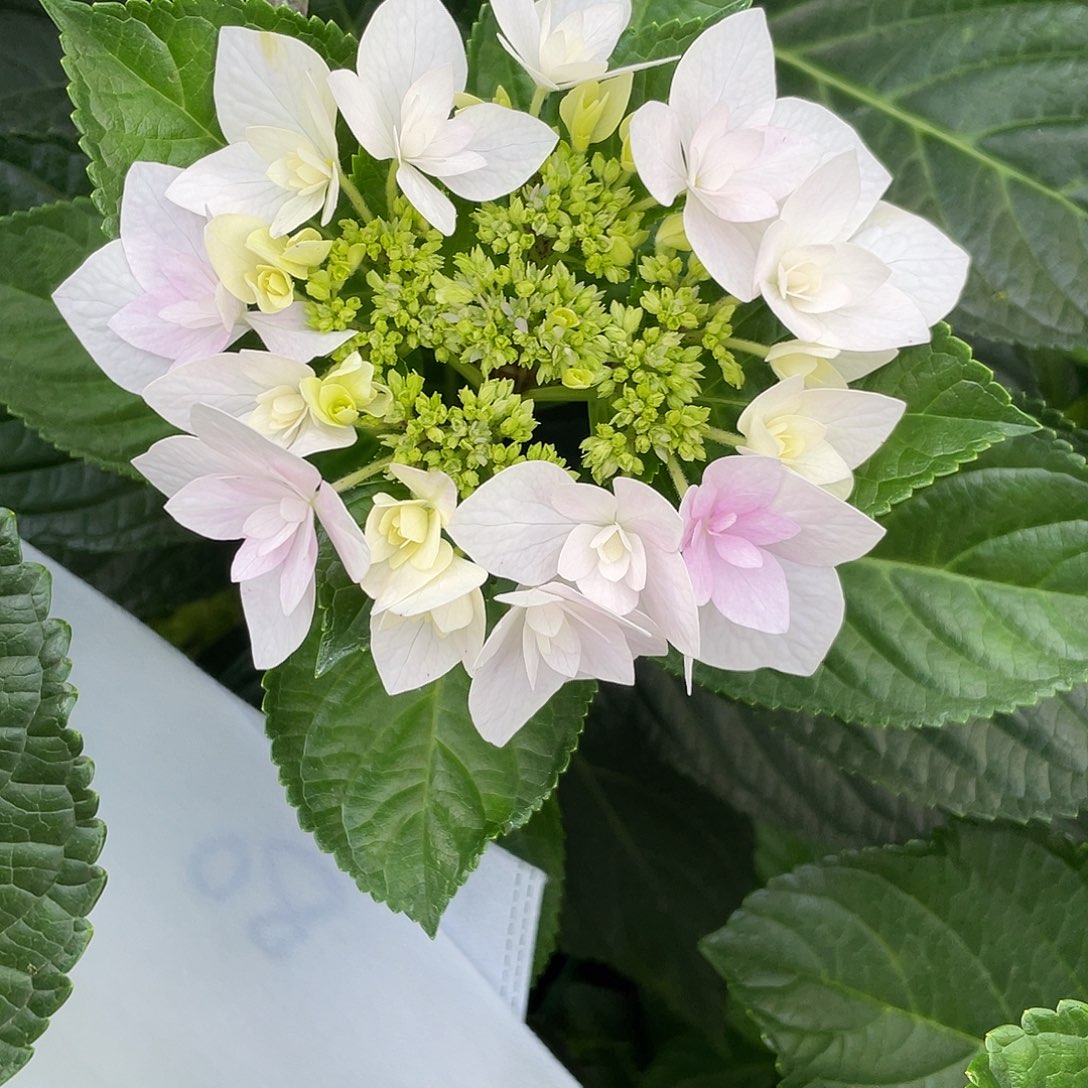 绣球切花一物一拍3枝起包邮，80