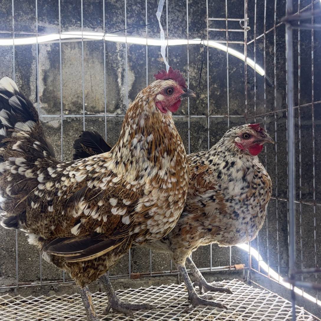 慕***海长尾鸡凤凰象限爆花母鸡俩只