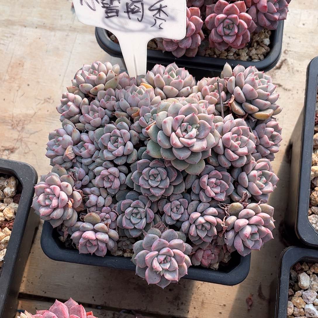 多肉小曾阿秀分布偶