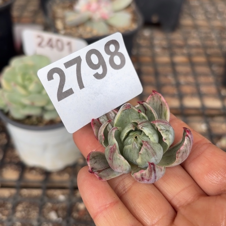 头盖锦无根满18包邮当场凑单