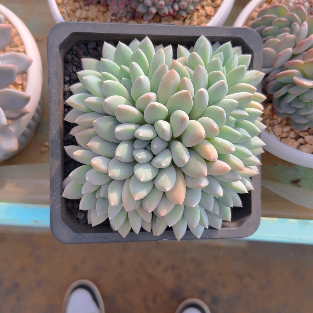 苏***苏苏苏发货1111111111多肉