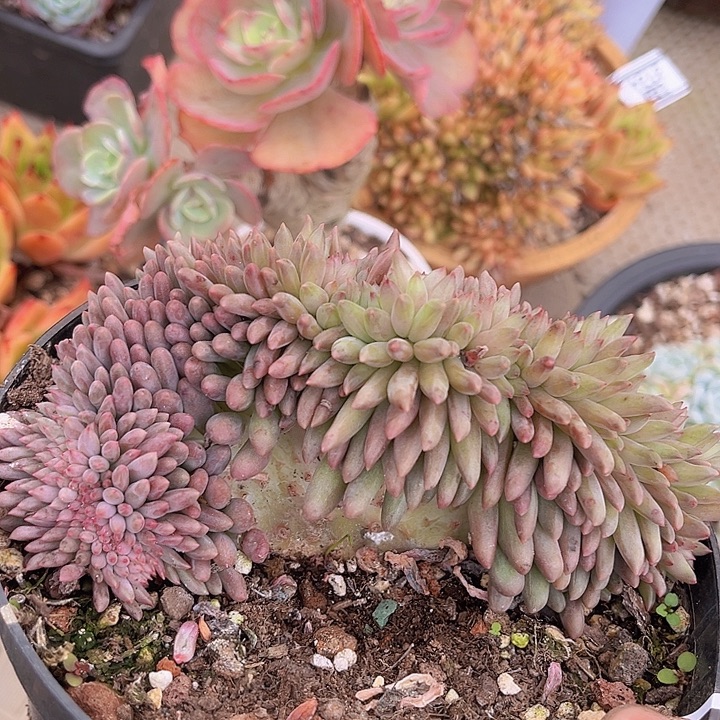 水晶球缀2125多肉植物