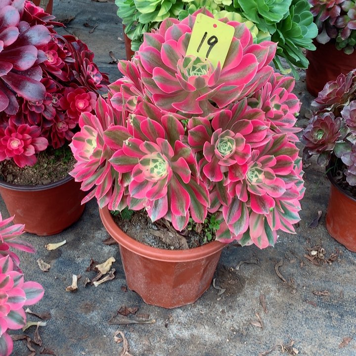 19粉女巫多肉一物一拍～