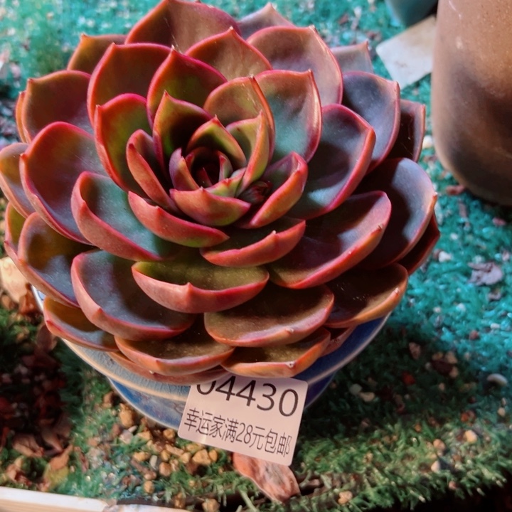 幸运的是我还没遇到你