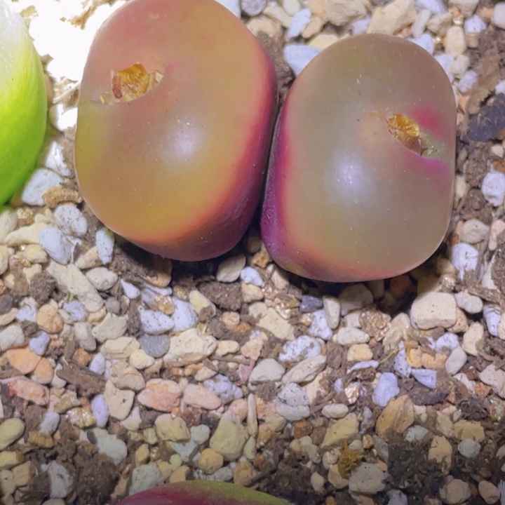 土***豆48888988998958988888