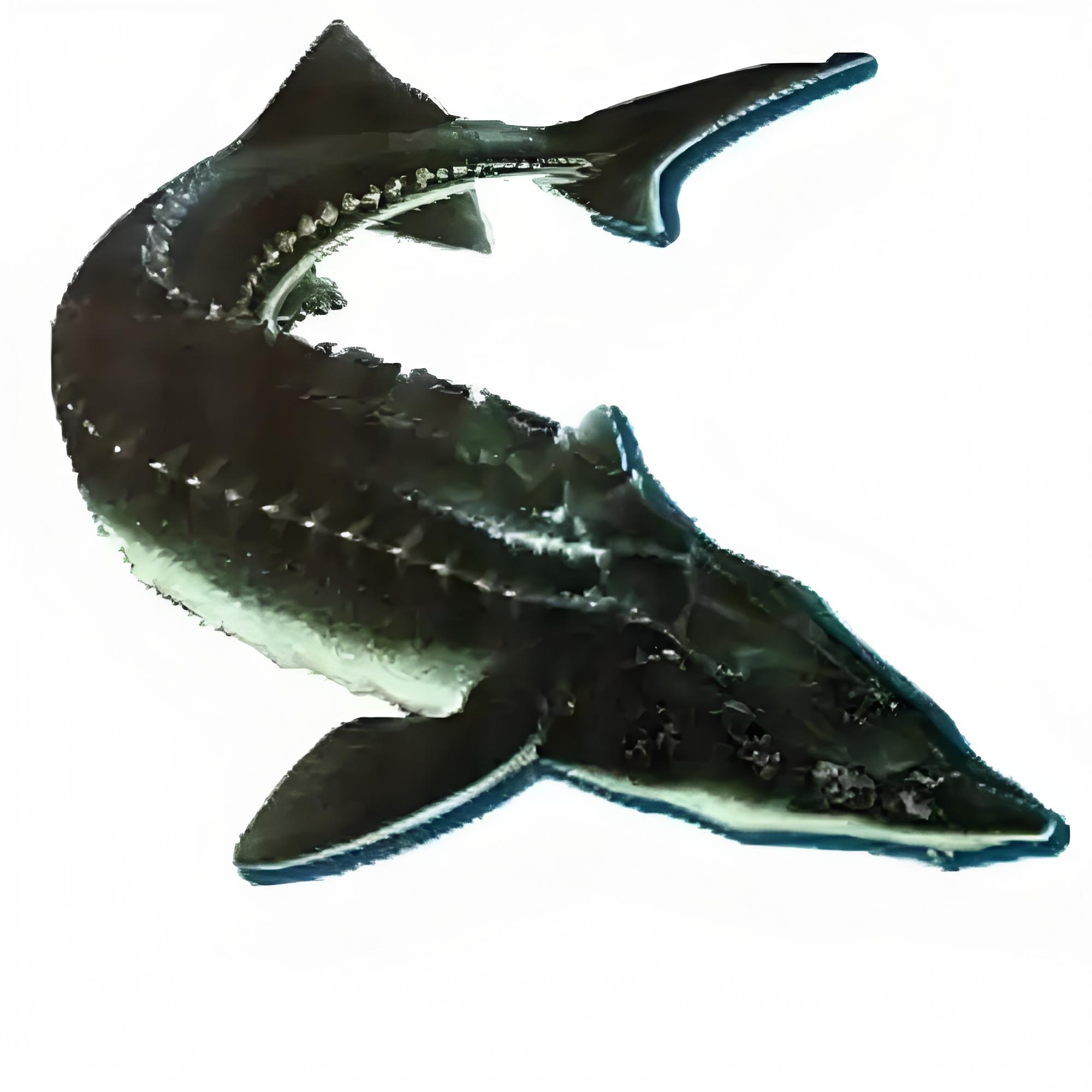 【鲜活】中华鲟鱼1.8-3斤/只（多规格）