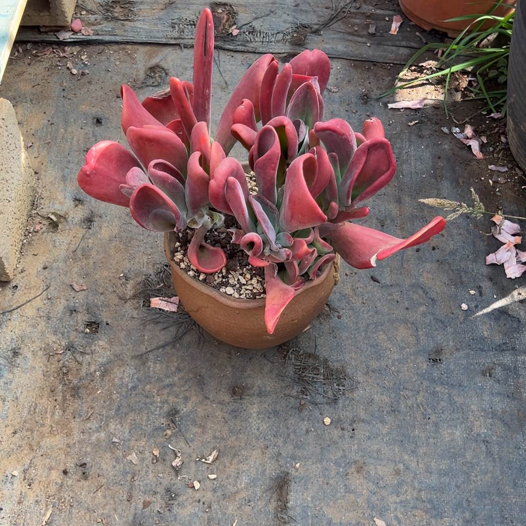 精品火狐狸加盆打包