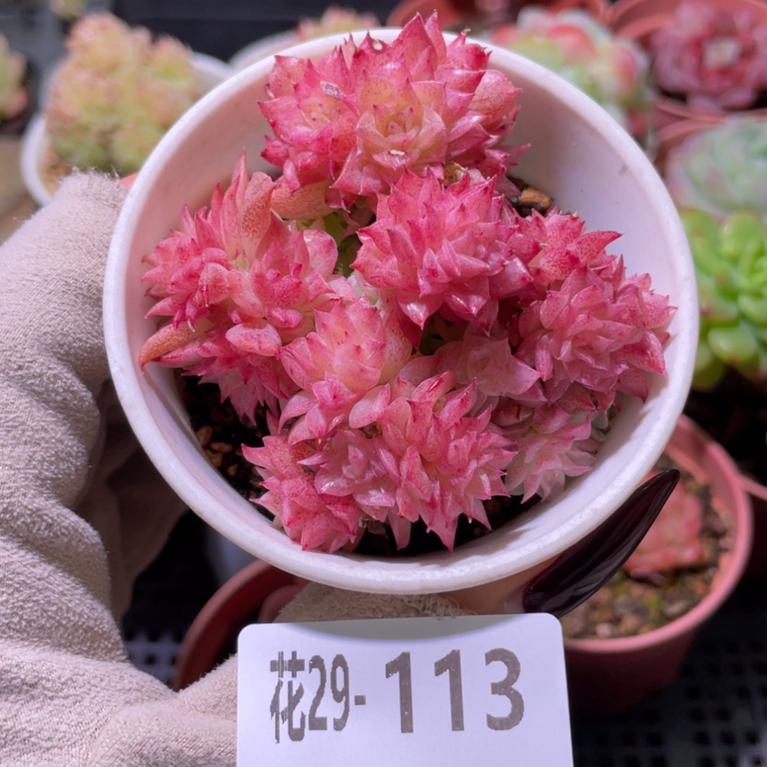 花利美29-113麦秆群