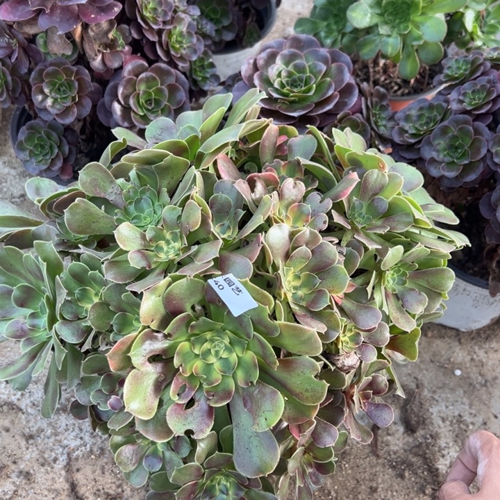 雅典娜多肉植物240