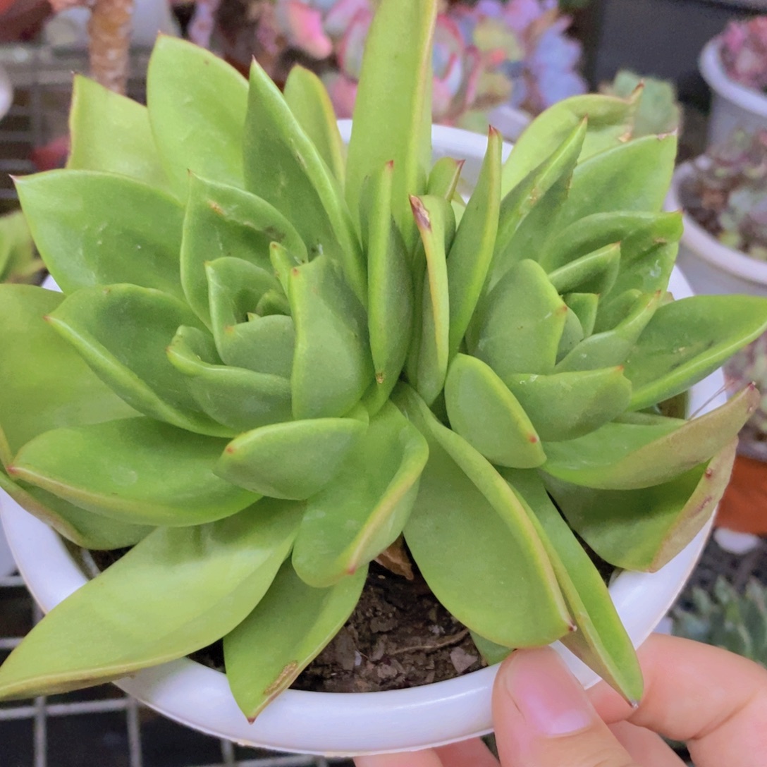 翠花双头起发整桩